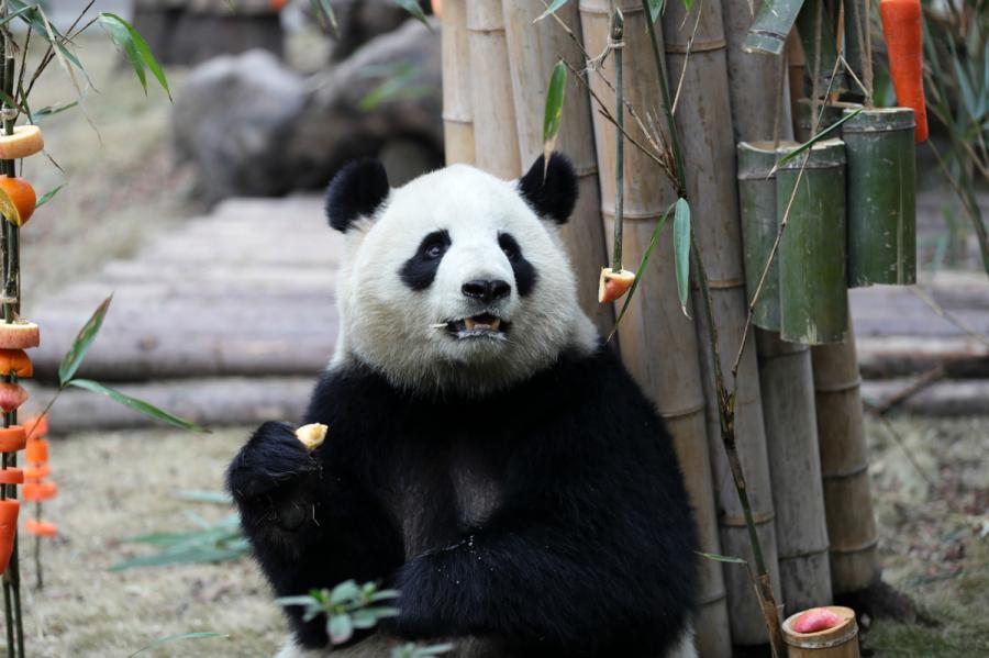 Miao Miao the giant panda enjoys its fruit feast at the Chengdu Research Base of Giant Panda Breeding in Southwest China\'s Sichuan Province on Jan. 23, 2019. (Photo by Zhu Xingxin/Asianewsphoto)