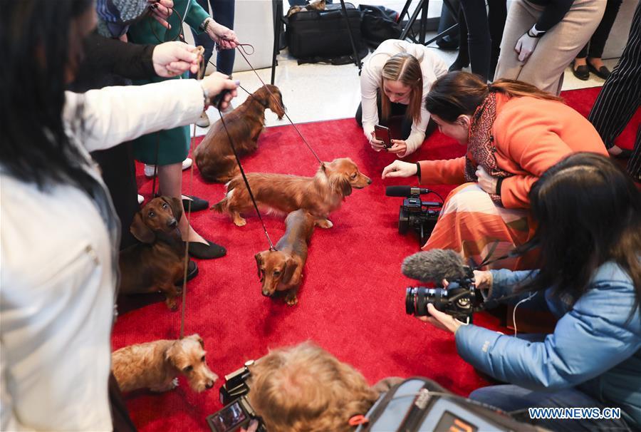 Dachshunds are seen at a press preview of the 143rd Annual Westminster Kennel Club Dog Show in New York, the United States, Jan. 23, 2019. The 143rd Annual Westminster Kennel Club Dog Show will be held on Feb. 11 to 12. (Xinhua/Wang Ying)