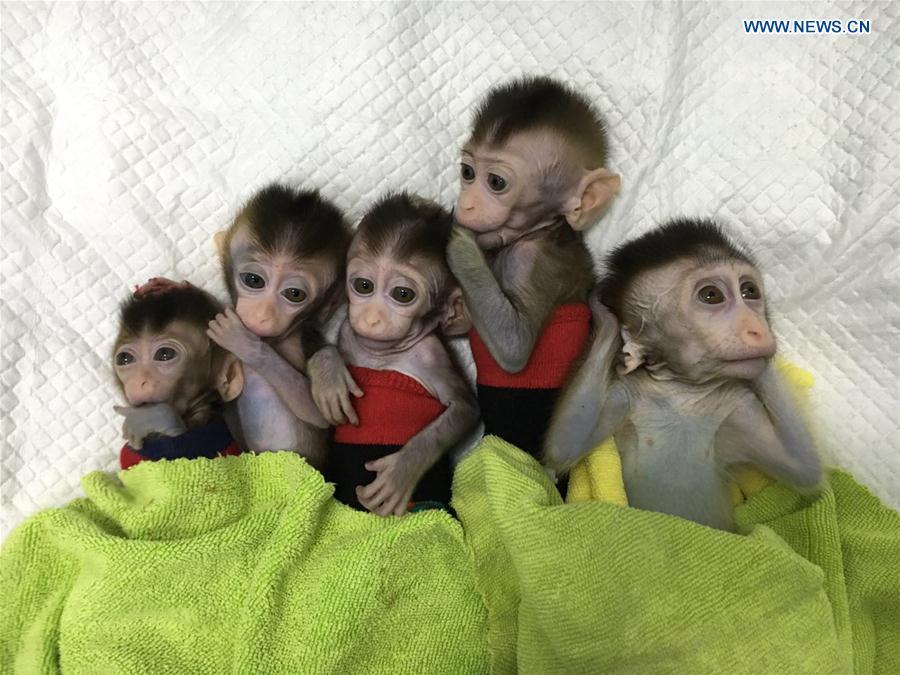 Photo taken on Nov. 27, 2018 shows the five cloned monkeys with circadian rhythm disorders. China has cloned five monkeys from a gene-edited macaque with circadian rhythm disorders, the first time multiple monkeys have been cloned from a gene-edited monkey for biomedical research. Scientists made the announcement Thursday, with two articles published in National Science Review, a top Chinese journal in English. The cloned monkeys were born in Shanghai at Institute of Neuroscience of Chinese Academy of Sciences. (Xinhua/Institute of Neuroscience of Chinese Academy of Sciences)