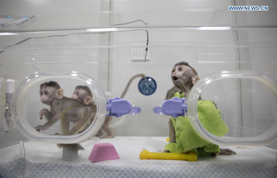 Photo taken on Jan. 22, 2019 shows the cloned monkeys with circadian rhythm disorders at the Institute of Neuroscience of Chinese Academy of Sciences in Shanghai, east China. China has cloned five monkeys from a gene-edited macaque with circadian rhythm disorders, the first time multiple monkeys have been cloned from a gene-edited monkey for biomedical research. Scientists made the announcement Thursday, with two articles published in National Science Review, a top Chinese journal in English. The cloned monkeys were born in Shanghai at Institute of Neuroscience of Chinese Academy of Sciences. (Xinhua/Jin Liwang)
