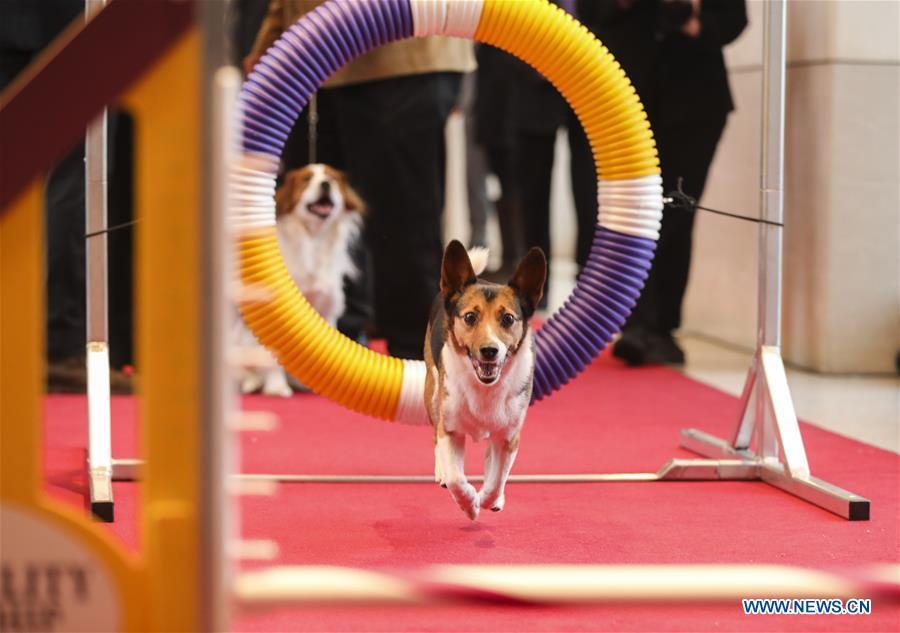 A dog is seen during an agility demonstration at a press preview of the 143rd Annual Westminster Kennel Club Dog Show in New York, the United States, Jan. 23, 2019. The 143rd Annual Westminster Kennel Club Dog Show will be held on Feb. 11 to 12. (Xinhua/Wang Ying)