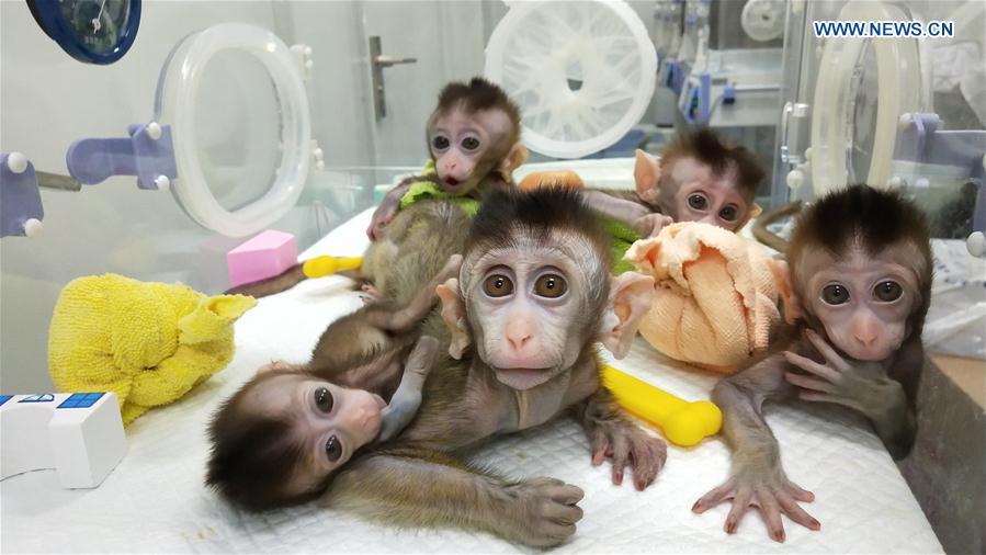 Photo taken on Nov. 26, 2018 shows the five cloned monkeys with circadian rhythm disorders. China has cloned five monkeys from a gene-edited macaque with circadian rhythm disorders, the first time multiple monkeys have been cloned from a gene-edited monkey for biomedical research. Scientists made the announcement Thursday, with two articles published in National Science Review, a top Chinese journal in English. The cloned monkeys were born in Shanghai at Institute of Neuroscience of Chinese Academy of Sciences. (Xinhua/Institute of Neuroscience of Chinese Academy of Sciences)