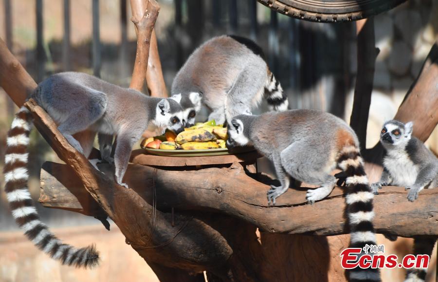 Animals enjoy a sweet treat in the lead-up to Spring Festival at Yunnan Wildlife Zoo in Kunming City, Southwest China\'s Yunnan Province, Jan. 23, 2019. Keepers provided animals including a sun bear, a mandrill, ring-tailed lemurs and orangutans with their favorite fruits. (Photo: China News Service/Liu Ranyang)