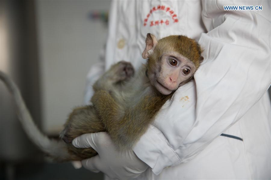 Photo taken on Jan. 22, 2019 shows the gene-edited macaque with circadian rhythm disorders, from whom the five monkeys were cloned, at the Institute of Neuroscience of Chinese Academy of Sciences in Shanghai, east China. China has cloned five monkeys from a gene-edited macaque with circadian rhythm disorders, the first time multiple monkeys have been cloned from a gene-edited monkey for biomedical research. Scientists made the announcement Thursday, with two articles published in National Science Review, a top Chinese journal in English. The cloned monkeys were born in Shanghai at Institute of Neuroscience of Chinese Academy of Sciences. (Xinhua/Jin Liwang)