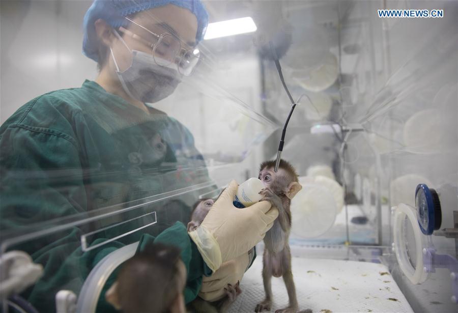 A staff member feeds a cloned monkey with circadian rhythm disorders at the Institute of Neuroscience of Chinese Academy of Sciences in Shanghai, east China, Jan. 22, 2019. China has cloned five monkeys from a gene-edited macaque with circadian rhythm disorders, the first time multiple monkeys have been cloned from a gene-edited monkey for biomedical research. Scientists made the announcement Thursday, with two articles published in National Science Review, a top Chinese journal in English. The cloned monkeys were born in Shanghai at Institute of Neuroscience of Chinese Academy of Sciences.(Xinhua/Jin Liwang)