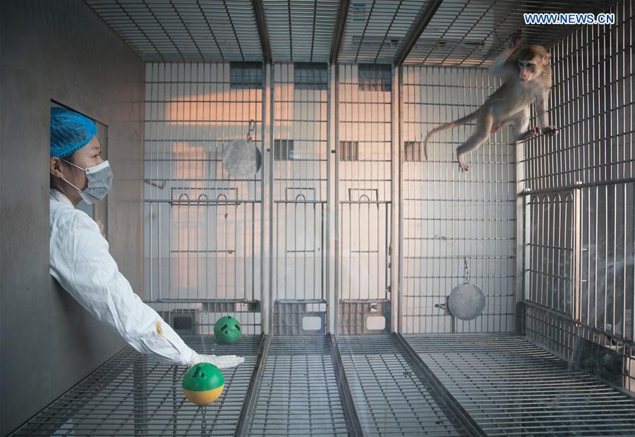 A gene-edited macaque which researchers knocked out BMAL1, a core circadian regulatory transcription factor, interacts with a staff member at the Institute of Neuroscience of Chinese Academy of Sciences in Shanghai, east China, Jan. 22, 2019. China has cloned five monkeys from a gene-edited macaque with circadian rhythm disorders, the first time multiple monkeys have been cloned from a gene-edited monkey for biomedical research. Scientists made the announcement Thursday, with two articles published in National Science Review, a top Chinese journal in English. The cloned monkeys were born in Shanghai at Institute of Neuroscience of Chinese Academy of Sciences.(Xinhua/Jin Liwang)