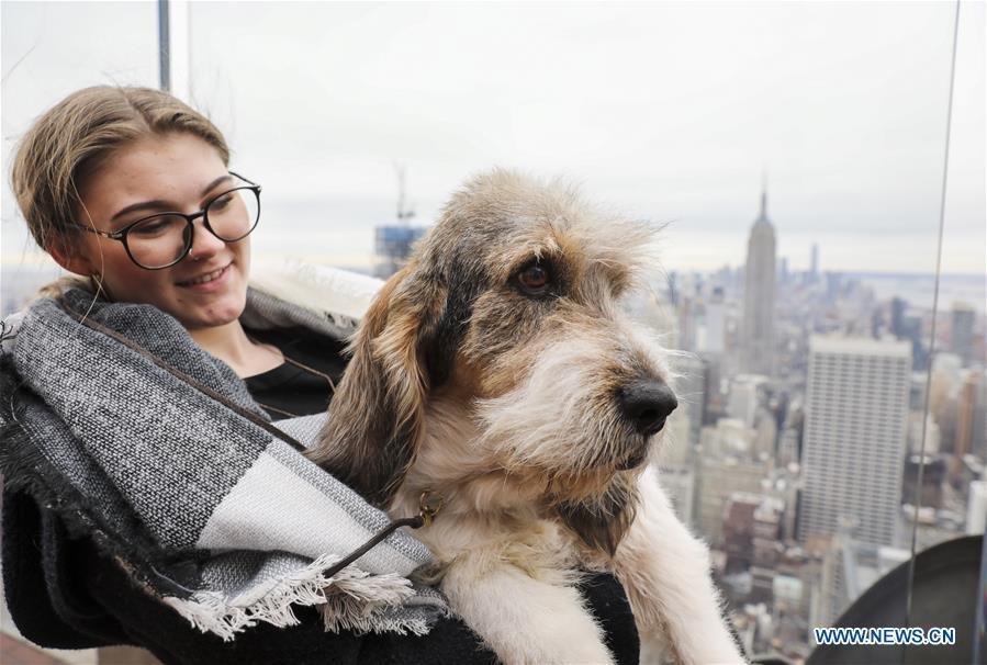 A Grand Bassett Griffon Vendeen is introduced as a new Westminster debut breed at a press preview of the 143rd Annual Westminster Kennel Club Dog Show in New York, the United States, Jan. 23, 2019. The 143rd Annual Westminster Kennel Club Dog Show will be held on Feb. 11 to 12. (Xinhua/Wang Ying)