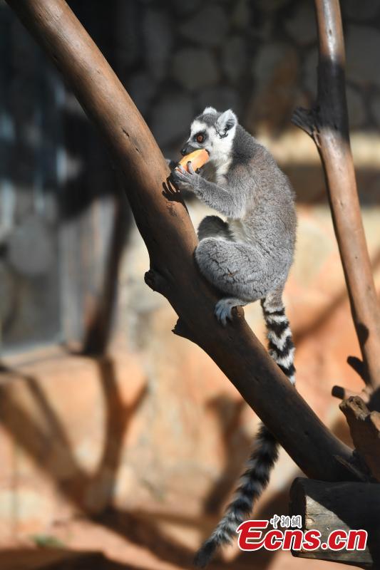Animals enjoy a sweet treat in the lead-up to Spring Festival at Yunnan Wildlife Zoo in Kunming City, Southwest China\'s Yunnan Province, Jan. 23, 2019. Keepers provided animals including a sun bear, a mandrill, ring-tailed lemurs and orangutans with their favorite fruits. (Photo: China News Service/Liu Ranyang)