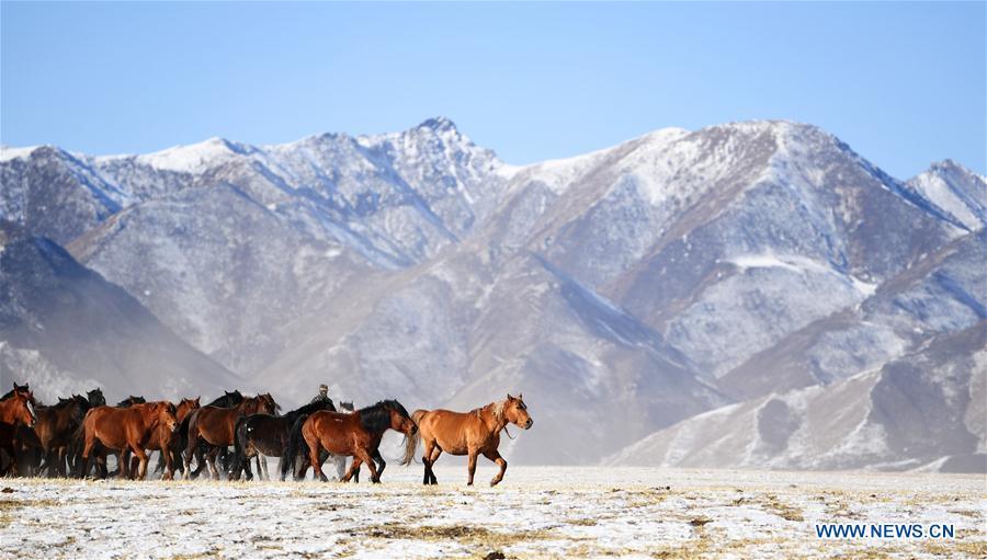 A herd of horses are seen at the snow-covered Shandan Ranch with the Qilian Mountains in the background in Shandan County of Zhangye City, northwest China\'s Gansu Province, Jan. 23, 2019. (Xinhua/Chen Bin)