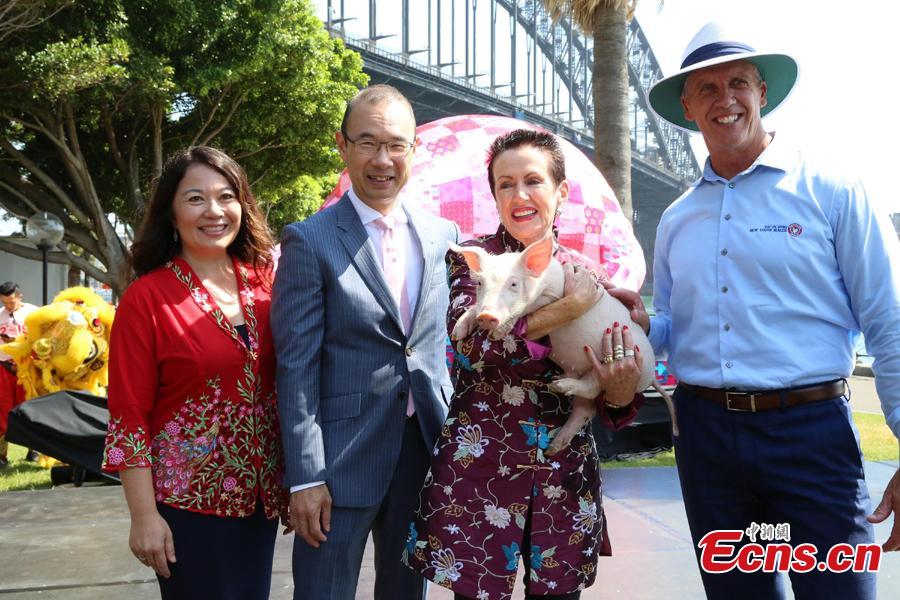 Sydney lord mayor Clover Moore (L, 3rd) holds a piglet during a preview of the 2019 Lunar New Year festivities in Sydney, Australia, Jan. 29, 2019. The 10-day festival which begins on Friday is the largest of its kind outside of Asia and according to authorities Sydneysiders will be treated to cultural delights centering around this year\'s zodiac sign, the pig. This year\'s events will include the largest dragon boat races in the southern hemisphere, culinary events, workshops, lion dancing and live cultural performances. (Photo: China News Service/Tao Shelan)
