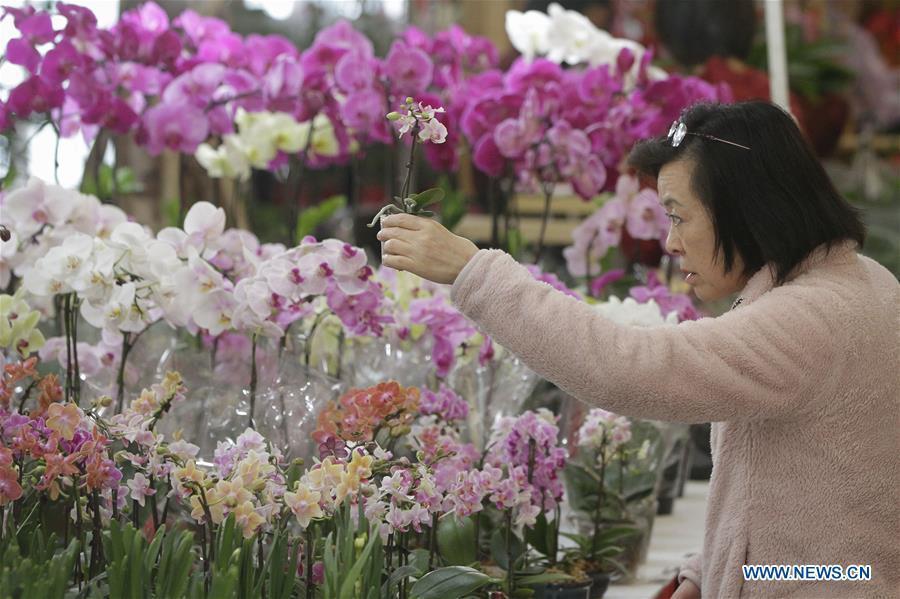 A resident selects plants at the 30th Chinese Lunar New Year Flower & Gift Fair in Richmond, Canada, Jan. 30, 2019. The seven-day Chinese Lunar New Year Flower & Gift Fair, west Canada\'s largest indoor Lunar New Year festivity, was opened on Tuesday. (Xinhua /Liang Sen)