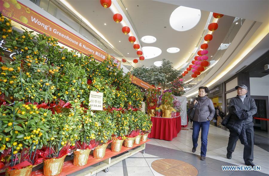 People select mandarin trees while visiting the 30th Chinese Lunar New Year Flower & Gift Fair in Richmond, Canada, Jan. 30, 2019. The seven-day Chinese Lunar New Year Flower & Gift Fair, west Canada\'s largest indoor Lunar New Year festivity, was opened on Tuesday. (Xinhua /Liang Sen)