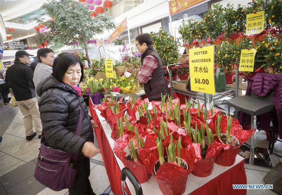 A resident selects plants at the 30th Chinese Lunar New Year Flower & Gift Fair in Richmond, Canada, Jan. 30, 2019. The seven-day Chinese Lunar New Year Flower & Gift Fair, west Canada\'s largest indoor Lunar New Year festivity, was opened on Tuesday. (Xinhua /Liang Sen)