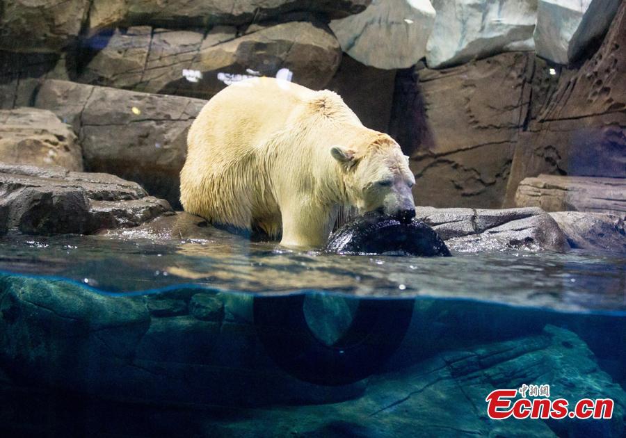 Polar bear Menglong plays at an aquarium in Haichang Polar Ocean World in Wuhan City, Central China\'s Hubei Province, Jan. 31, 2019. As part of Spring Festival celebrations, Menglong will perform with a female polar bear named Jingjing. The pair are expected to become mating partners, according to the park. (Photo: China News Service/Zhang Chang)