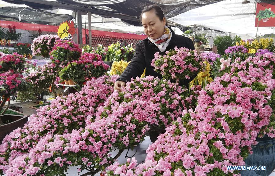 A customer selects flowers at a flower market in Shijiazhuang, capital of north China\'s Hebei Province, Jan. 31, 2019. People in Shijiazhuang are busy buying flowers to decorate their home as a way to greet the upcoming Spring Festival, which falls on Feb. 5 this year. (Xinhua/Wang Baolong)