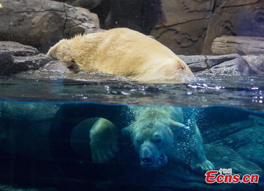 Polar bear Menglong plays at an aquarium in Haichang Polar Ocean World in Wuhan City, Central China\'s Hubei Province, Jan. 31, 2019. As part of Spring Festival celebrations, Menglong will perform with a female polar bear named Jingjing. The pair are expected to become mating partners, according to the park. (Photo: China News Service/Zhang Chang)