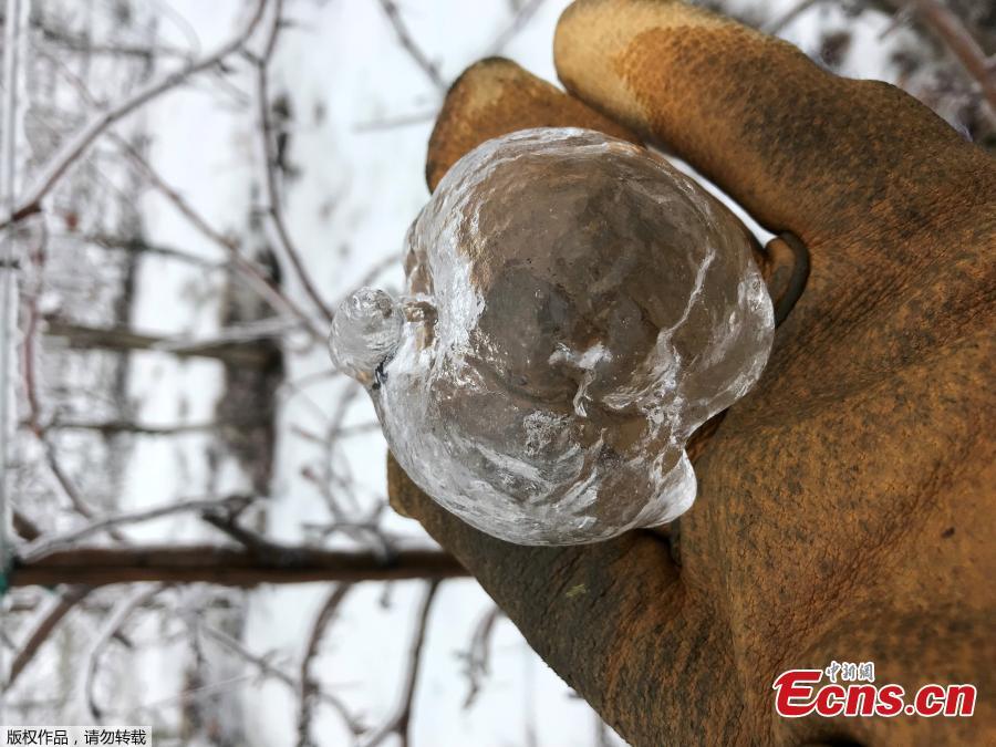 An apple-shaped ice casing created in an orchard following an ice storm is pictured in Sparta, Michigan, U.S., February 6, 2019. (Photo/Agencies)