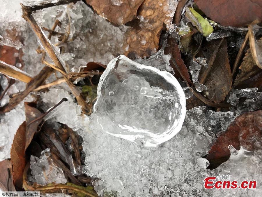 An apple-shaped ice casing created in an orchard following an ice storm is pictured in Sparta, Michigan, U.S., February 6, 2019. (Photo/Agencies)