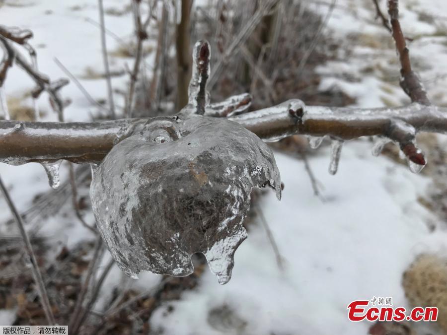 An apple-shaped ice casing created in an orchard following an ice storm is pictured in Sparta, Michigan, U.S., February 6, 2019. (Photo/Agencies)