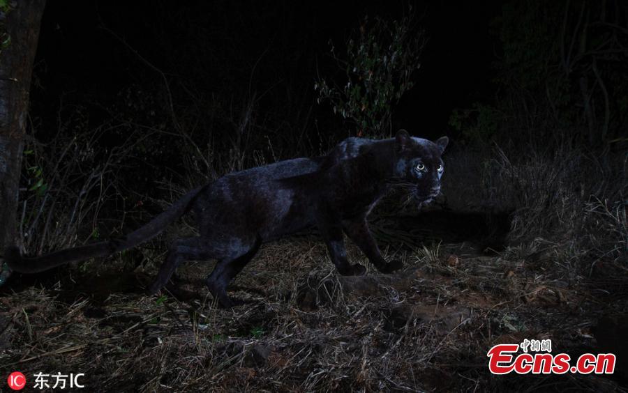 An ultra-rare black leopard walks through Laikipia Wilderness Camp in central Kenya in 2018. Published in January in the African Journal of Ecology, these photos represent the first scientific documentation of such a creature in Africa in nearly a century. As recently as 2017, only a single sighting had been confirmed—a 1909 photograph taken in Addis Ababa, Ethiopia. (Photo/IC)