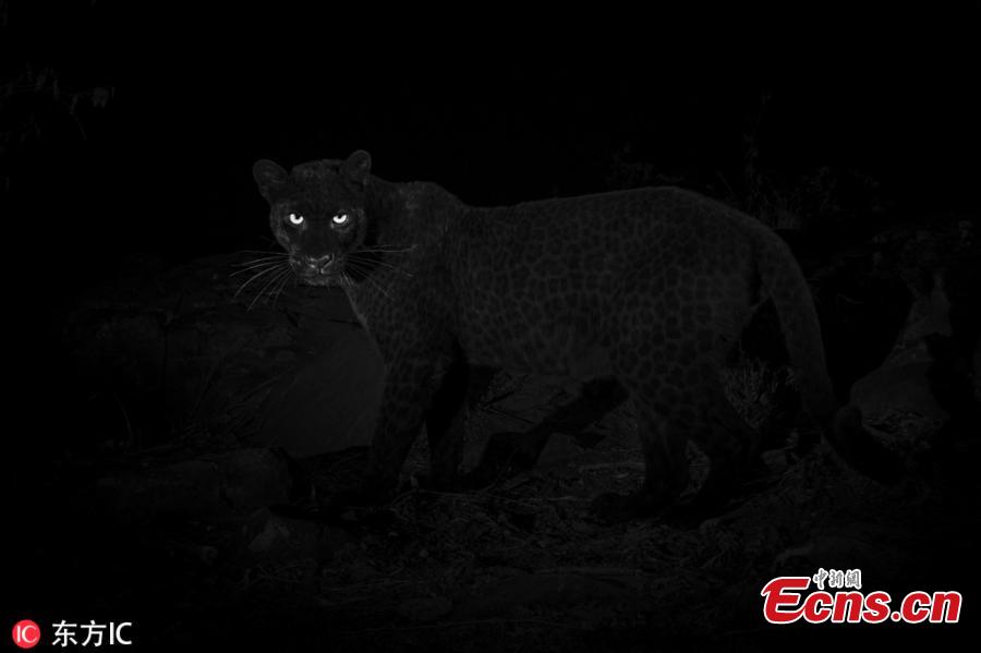 An ultra-rare black leopard walks through Laikipia Wilderness Camp in central Kenya in 2018. Published in January in the African Journal of Ecology, these photos represent the first scientific documentation of such a creature in Africa in nearly a century. As recently as 2017, only a single sighting had been confirmed—a 1909 photograph taken in Addis Ababa, Ethiopia. (Photo/IC)