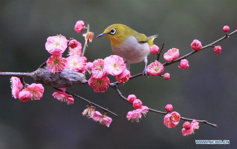 A bird rests on plum blossom branch in Wuxing Village of Hengyang, central China\'s Hunan Province, Feb. 22, 2019. (Xinhua/Cao Zhengping)