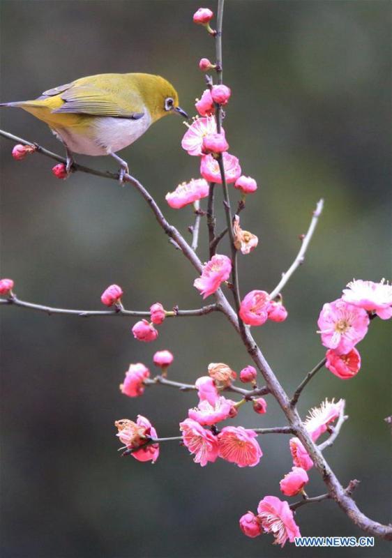 A bird rests on plum blossom branch in Wuxing Village of Hengyang, central China\'s Hunan Province, Feb. 22, 2019. (Xinhua/Cao Zhengping)