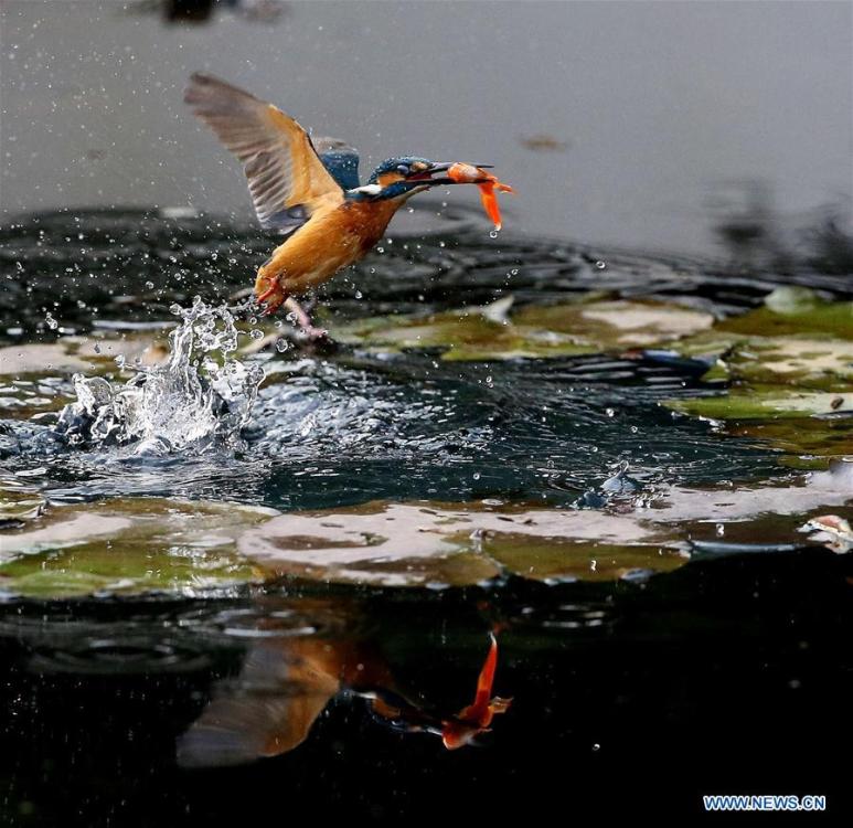A kingfisher catches fish from a pond at the Meiyuan Garden in Wuxi City, east China\'s Jiangsu Province, Feb. 25, 2019. (Xinhua/Pan Zhengguang)