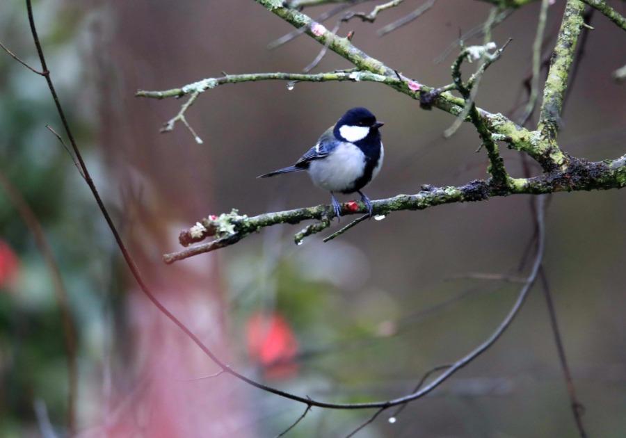 A bird lands on a plum tree branch, Xiuning county, Anhui Province, Feb. 28, 2019. As the temperature rises, plum blossoms in the Jinfoshan ecological park in Xiuning county, birds of various species are attracted to the scent of flowers, creating a vibrant spring scene. (Photo/Asianewsphoto)