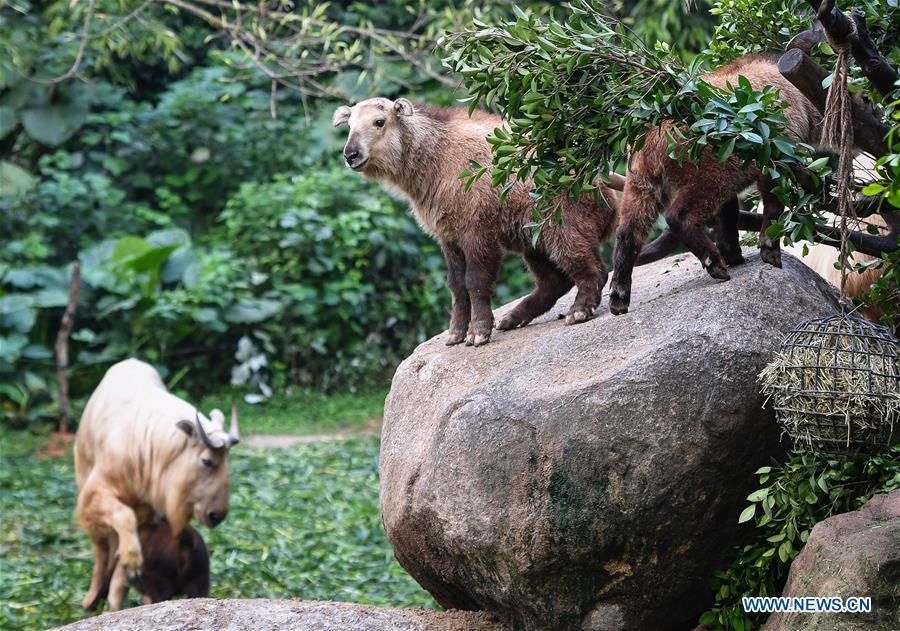 Golden takin (budorcas taxicolor) babies are seen at Chimelong Safari Park in Guangzhou, capital of south China\'s Guangdong Province, March 11, 2019. Seven golden takin babies, the latest offspring of the herd of the endangered species this year, are shown to the public at Chimelong Safari Park on Monday. (Xinhua/Liu Dawei)