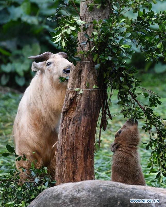 A golden takin (budorcas taxicolor) baby is seen at Chimelong Safari Park in Guangzhou, capital of south China\'s Guangdong Province, March 11, 2019. Seven golden takin babies, the latest offspring of the herd of the endangered species this year, are shown to the public at Chimelong Safari Park on Monday. (Xinhua/Liu Dawei)