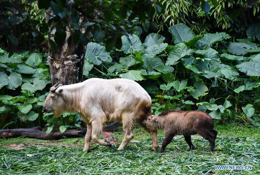 A golden takin (budorcas taxicolor) baby is seen at Chimelong Safari Park in Guangzhou, capital of south China\'s Guangdong Province, March 11, 2019. Seven golden takin babies, the latest offspring of the herd of the endangered species this year, are shown to the public at Chimelong Safari Park on Monday. (Xinhua/Liu Dawei)