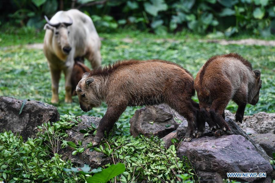 Two golden takin (budorcas taxicolor) babies are seen at Chimelong Safari Park in Guangzhou, capital of south China\'s Guangdong Province, March 11, 2019. Seven golden takin babies, the latest offspring of the herd of the endangered species this year, are shown to the public at Chimelong Safari Park on Monday. (Xinhua/Liu Dawei)