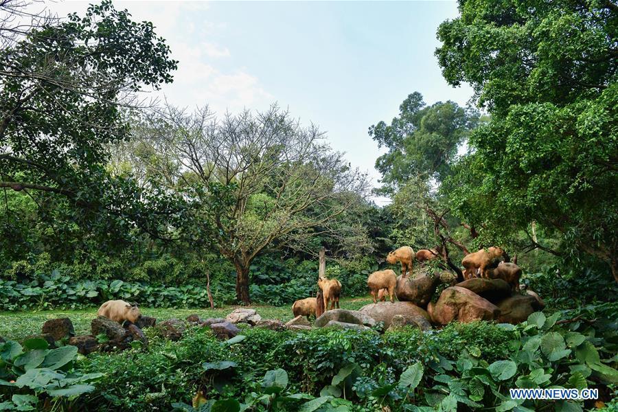A herd of golden takins (budorcas taxicolor) are seen at Chimelong Safari Park in Guangzhou, capital of south China\'s Guangdong Province, March 11, 2019. Seven golden takin babies, the latest offspring of the herd of the endangered species this year, are shown to the public at Chimelong Safari Park on Monday. (Xinhua/Liu Dawei)