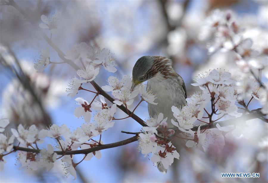 A bird is seen on a flowering tree in Xuan\'en County, Enshi Tujia and Miao Autonomous Prefecture, central China\'s Hubei Province, March 18, 2019. (Xinhua/Song Wen)