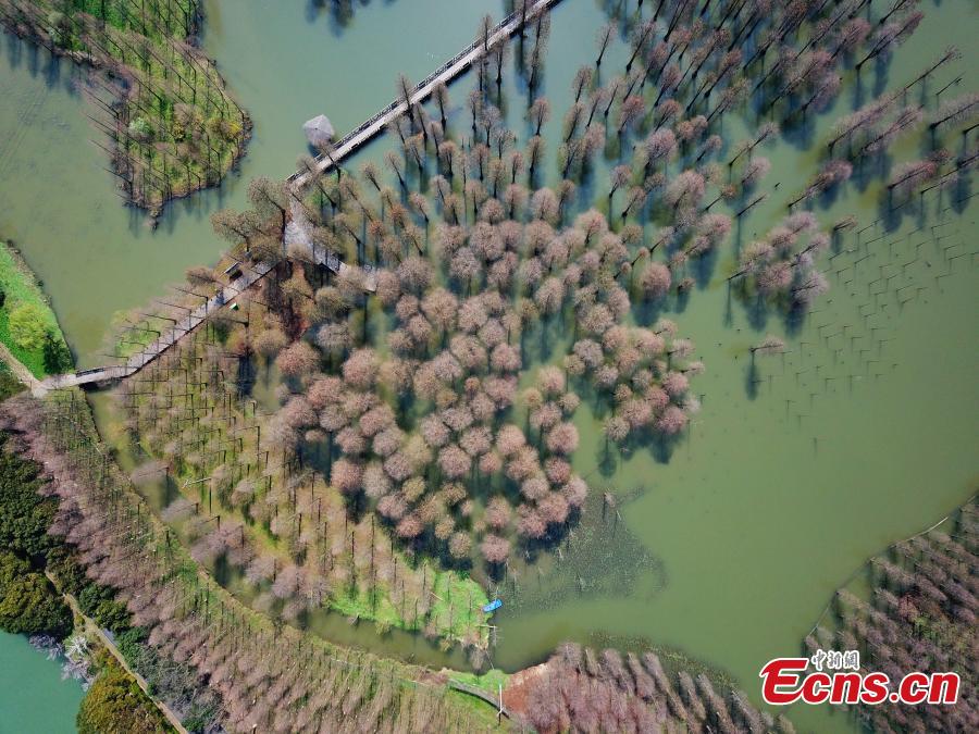Aerial photos show a suburban park in Shanghai, the only wetland park in the metropolis, on March 19, 2019. The park boasts a wetland, a lake, a river and a forest, together forming a thriving ecosystem. Trees rooted in water cover an area of 60 mu (four hectares) and are the park\'s centerpiece and a big draw for spring tourists.  (Photo: China News Service/Zhang Hengwei)