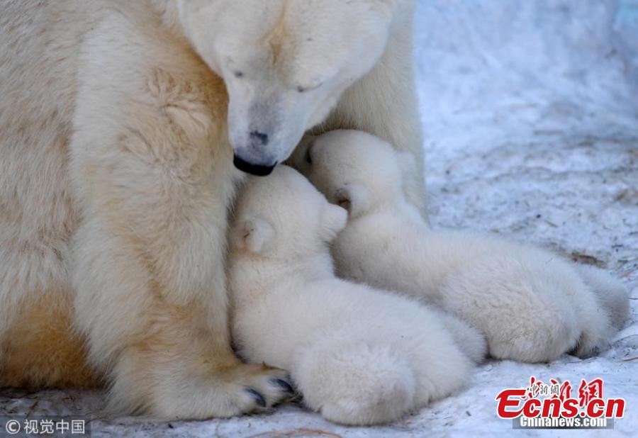 A polar bear feeds its two 3-month-old cubs at a zoo in Novosibirsk, Russia, March 19, 2019. (Photo/VCG)