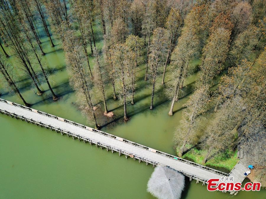 Aerial photos show a suburban park in Shanghai, the only wetland park in the metropolis, on March 19, 2019. The park boasts a wetland, a lake, a river and a forest, together forming a thriving ecosystem. Trees rooted in water cover an area of 60 mu (four hectares) and are the park\'s centerpiece and a big draw for spring tourists.  (Photo: China News Service/Zhang Hengwei)