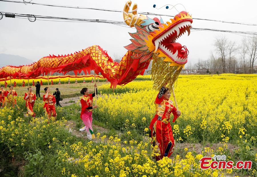 A dragon dancing team performes in a cole flower field in Hanzhong City, northwest China\'s Shaanxi Province, March 22, 2019. Cole flowers are in full bloom in Hanzhong recently. (Photo: China News Service/Liu Guanguan)