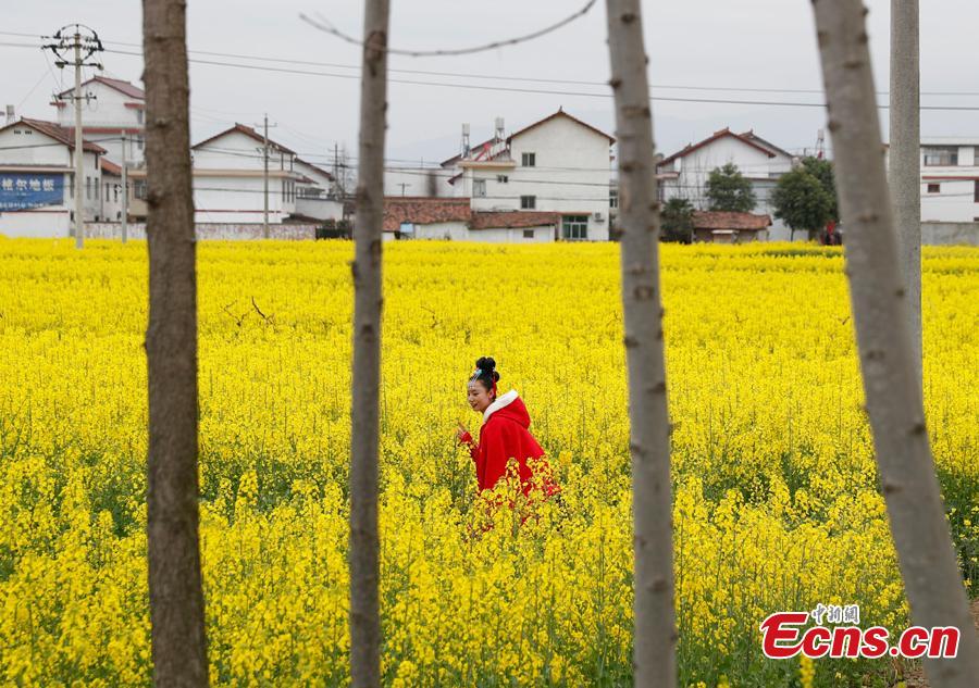 A girl walks in a cole flower field in Hanzhong City, northwest China\'s Shaanxi Province, March 22, 2019. Cole flowers are in full bloom in Hanzhong recently. (Photo: China News Service/Liu Guanguan)