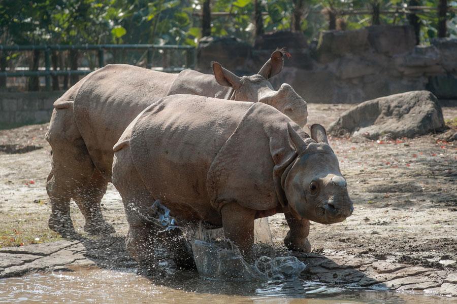 The pair of endangered Asian rhinoceroses that were gifted to Shanghai by Nepal are officially revealed to the public on March 23 at the Shanghai Wild Animal Park in Pudong New Area. (Photo provided to chinadaily.com.cn)
The pair of endangered Asian rhinoceroses that were gifted to Shanghai by Nepal were officially revealed to the public on March 23 at the Shanghai Wild Animal Park in Pudong New Area, marking the first time that Asian rhinoceroses are showcased in China.

The showcase, which will last till May 31, is part of the Nepal National Treasure Exhibition at the wild animal park. Beside the rhinoceros exhibition, many animals from others countries such as Australian kangaroos, Thai elephants and the lemur catta from Madagascar are being shown to the public.
