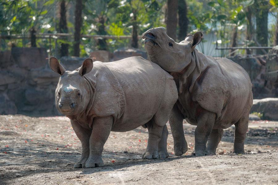 The pair of endangered Asian rhinoceroses that were gifted to Shanghai by Nepal are officially revealed to the public on March 23 at the Shanghai Wild Animal Park in Pudong New Area. (Photo provided to chinadaily.com.cn)
Both rhinos weigh over 1,000 kilograms and require about 120 kilograms food, including the fresh grass and vegetables,every day. They are currently living in their own 7,000-square-meter enclosure within the wild animal park.

The Asian rhino became extinct in China in the early last century. The species is currently only found in Nepal, India and a few other Asian countries. It is estimated that there are only around 2,700 of its kind left in the world.

Nepal presented the pair of rhinoceroses to China as a symbol of the two countries\' friendship on Aug 18, 2018. The two countries are also working together as part of a joint program to protect and research the species.