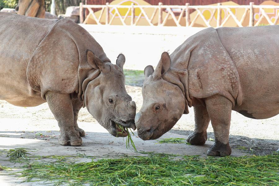 The pair of endangered Asian rhinoceroses that were gifted to Shanghai by Nepal are officially revealed to the public on March 23 at the Shanghai Wild Animal Park in Pudong New Area. （Photo provided to chinadaily.com.cn）