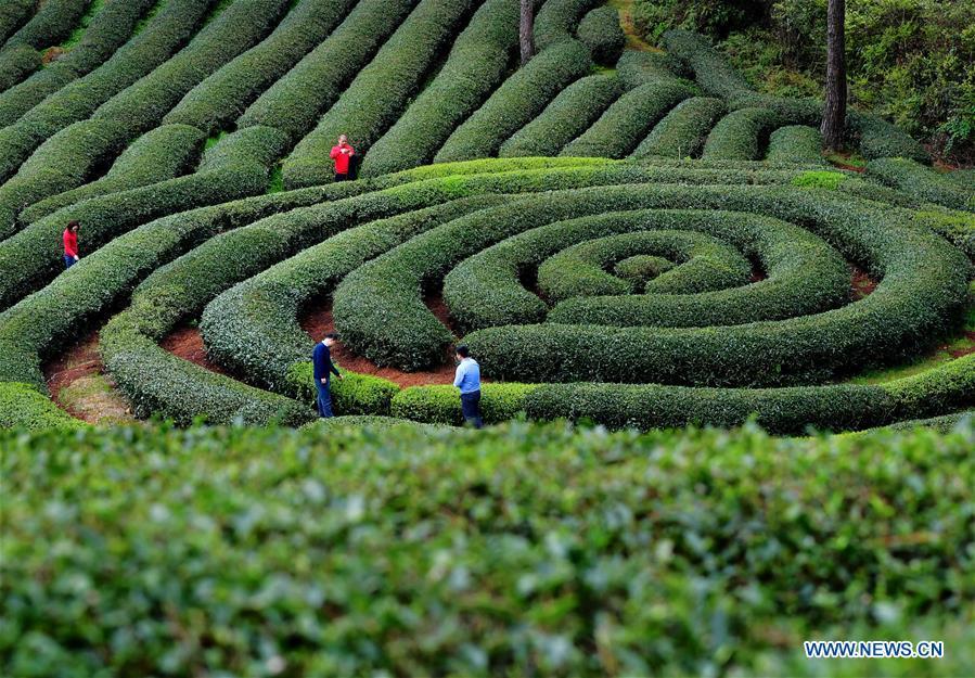 Photo taken on March 26, 2019 shows an ecological tea garden in Xingcun Township of Wuyishan City, southeast China\'s Fujian Province. The tea gardens in Wuyishan will enter harvest season next month. (Xinhua/Wei Peiquan)