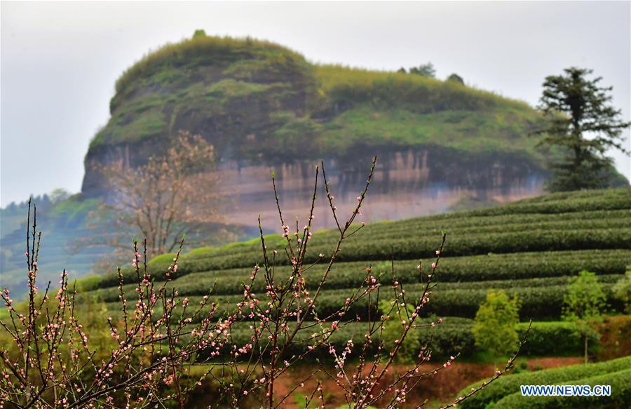 Photo taken on March 26, 2019 shows an ecological tea garden in Xingcun Township of Wuyishan City, southeast China\'s Fujian Province. The tea gardens in Wuyishan will enter harvest season next month. (Xinhua/Wei Peiquan)