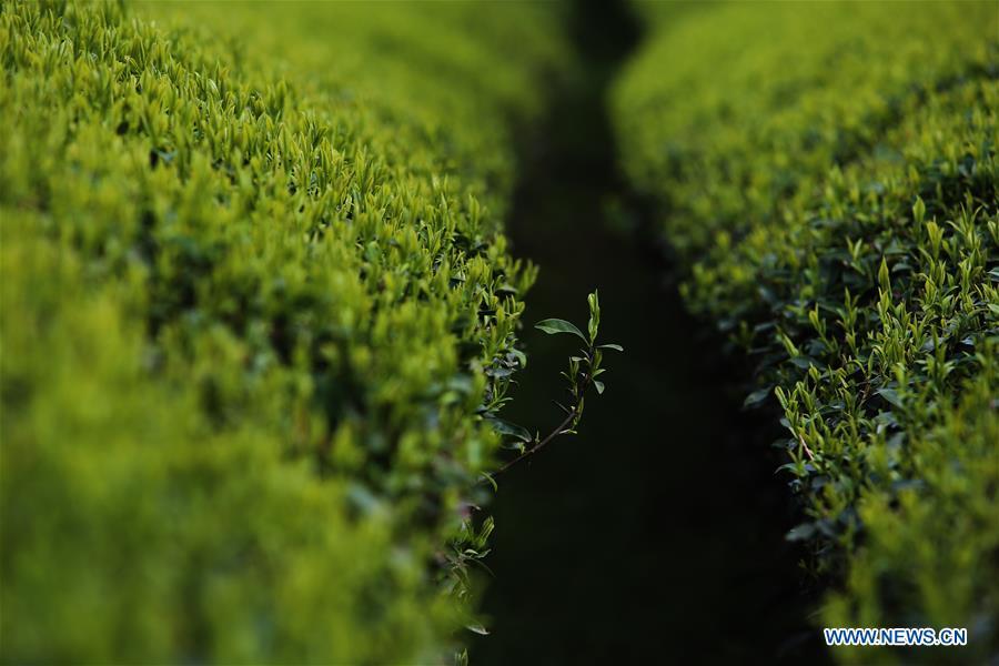 Photo taken on March 26, 2019 shows an ecological tea garden in Xingcun Township of Wuyishan City, southeast China\'s Fujian Province. The tea gardens in Wuyishan will enter harvest season next month. (Xinhua/Wei Peiquan)
