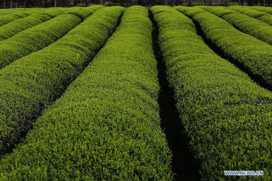 Photo taken on March 26, 2019 shows tender shoots at a tea garden in Xingcun Township of Wuyishan City, southeast China\'s Fujian Province. The tea gardens in Wuyishan will enter harvest season next month. (Xinhua/An Xiya)