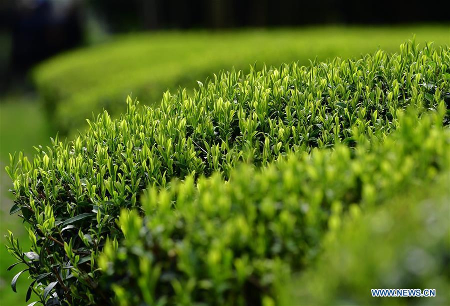 Photo taken on March 26, 2019 shows tender shoots at a tea garden in Xingcun Township of Wuyishan City, southeast China\'s Fujian Province. The tea gardens in Wuyishan will enter harvest season next month. (Xinhua/Wei Peiquan)