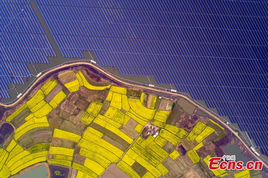 An aerial view of blooming rapeseed flowers next to a photovoltaic power station in Liangyuan Town, Hefei City, East China\'s Anhui Province, March 28, 2019.  The solar panels, installed in a reservoir, cover an area of 160 hectares and generated 110 million kWh of electricity in 2018. Since 2015, the solar park in the water has generated 4 million yuan($590,000)-worth of economic benefits for local farmers. (Photo: China News Service/Zhang Dagang)