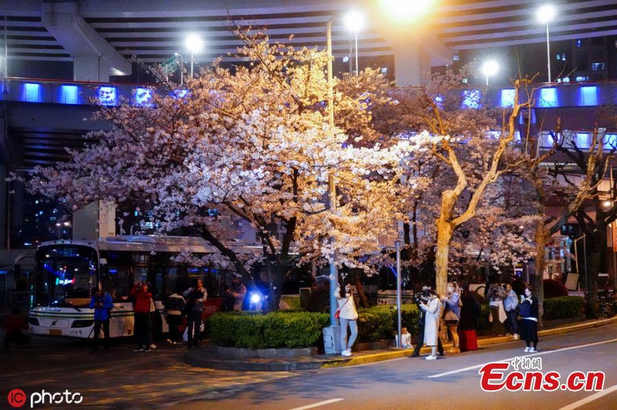 Cherry blossom trees in bloom at a bus station under the Nanpu Bridge in Shanghai, March 29, 2019. Netizens have dubbed the bus stop \